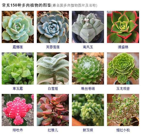 品種大全多肉植物名稱|144種多肉植物名稱大全，常見品種